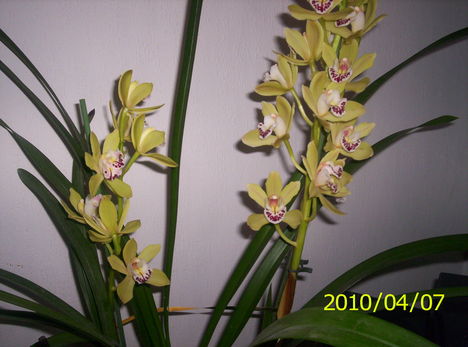 Cimbidium orchidea