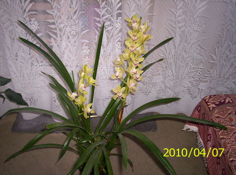 Cimbidium orchidea 1
