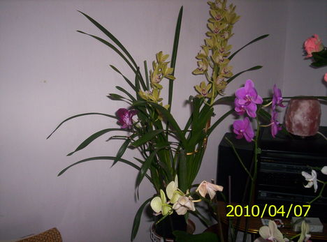 Cimbidium orchidea 2