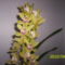 Cimbidium orchidea