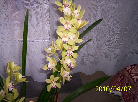 Cimbidium orhidea