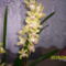 Cimbidium orhidea