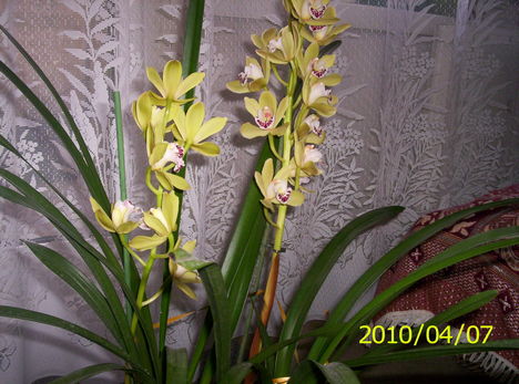 Cimbidium orhidea
