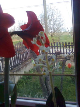 Ékszer orchideám