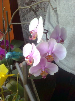 Rózsaszín orchideám