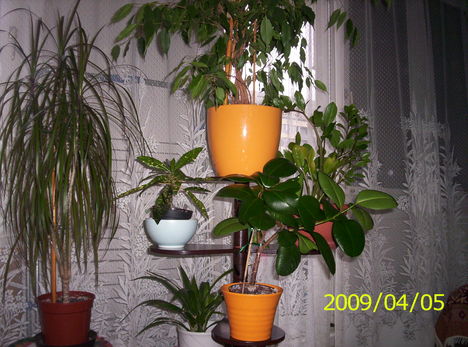 Szoba növényeim 2