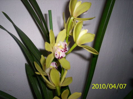 Új orchideám, Cimbidium