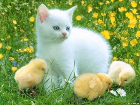 3 csirke fehér cicával