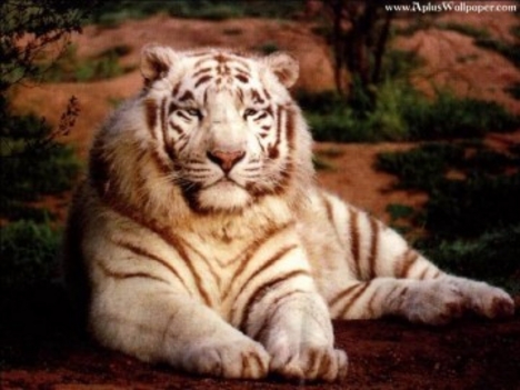 Csoda-tigris