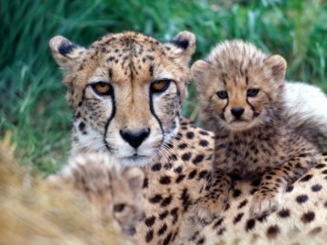Gepard a kölykeivel