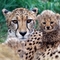 Gepard a kölykeivel