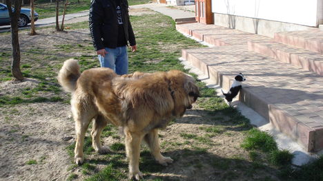 Kutyik 2