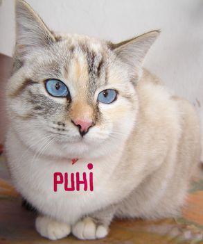 Puhi 