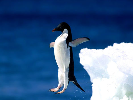 repülő pingvin