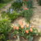 tulipán és jácint