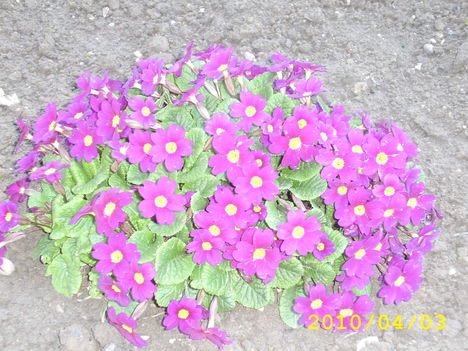 primula