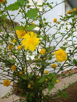 Sárga kerti virág 1