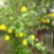 Sárga kerti virág 2