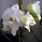 Első orchideám volt, szárán új levelek nőttek