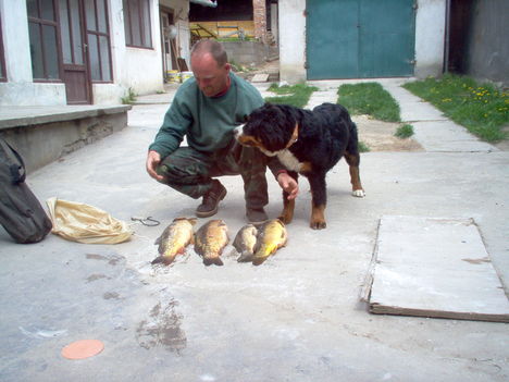 Sükösdi pontyok