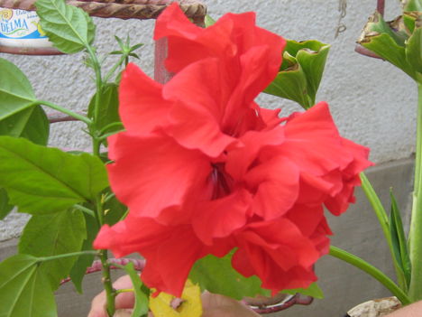 Hibiszkusz