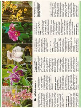 hogyan virágoztassuk az orchideákat2