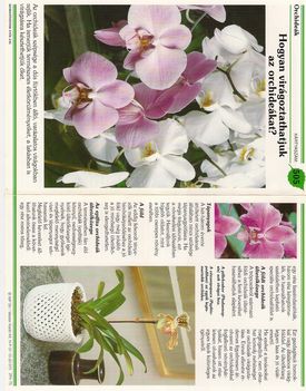 hogyan virágoztassuk az orchideákat
