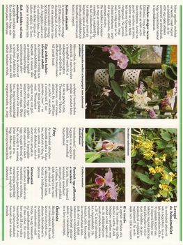 orchideatermesztés2