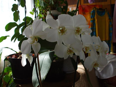 phalaneopsis 