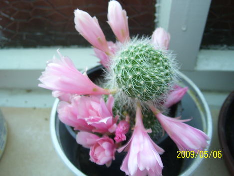  kaktusz virágzása