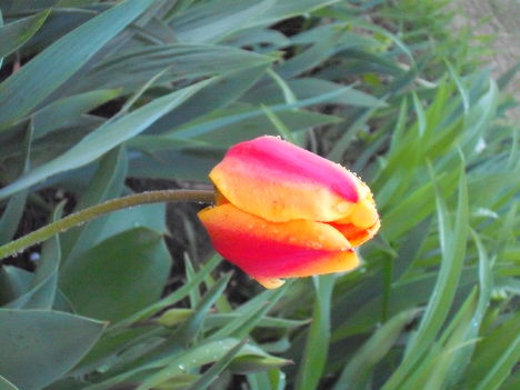 cicámal 055