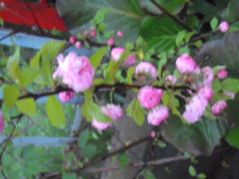 cicámal 064