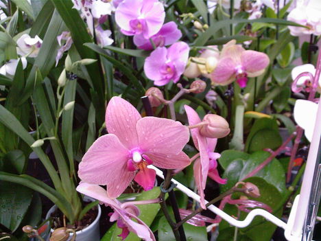 2010_április