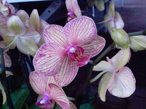 2010_április