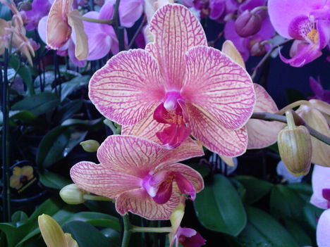 2010_április