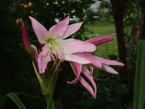 Hölgyliliom