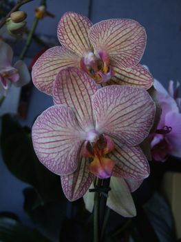 Lepke orchidea