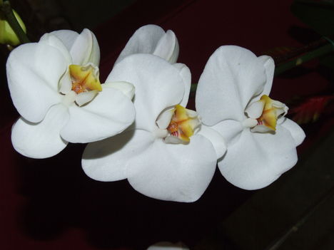 Lepke orchidea