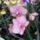 Orchideák_2010_április_kertészeti_áruház