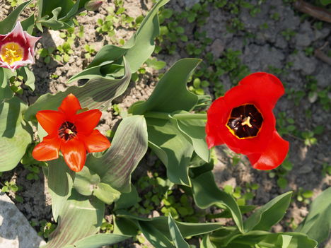 Tulipánok 2
