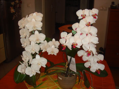 orchidea 2