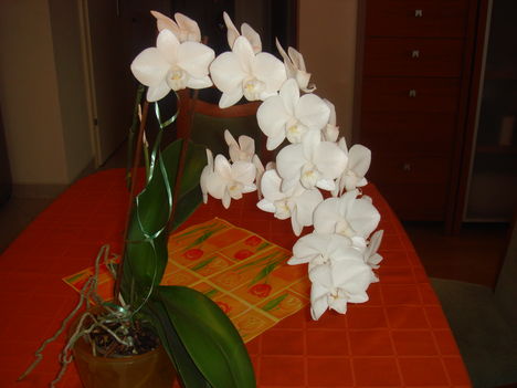 orchidea 3