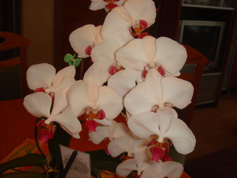 orchidea 4