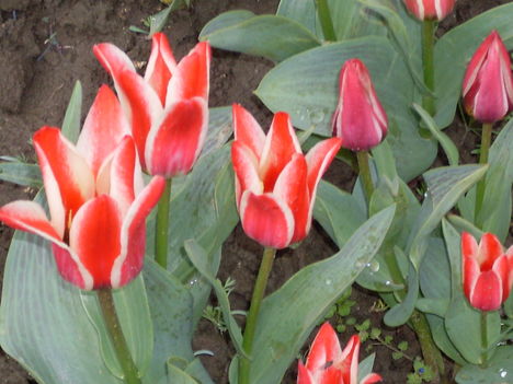 tulipánok