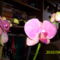 Új orchideám 10