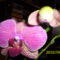 Új orchideám 11