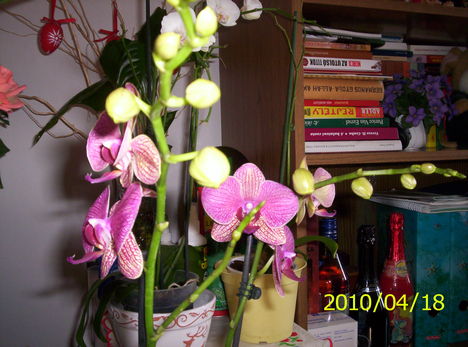 Új orchideám 13