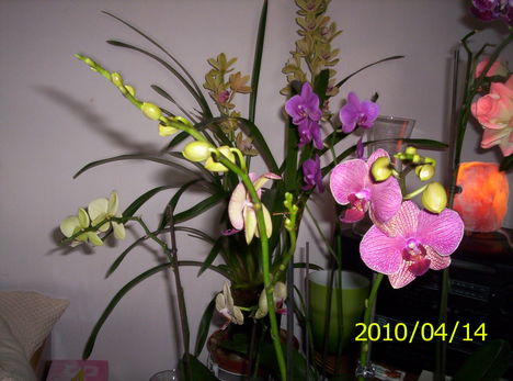 Új orchideám 14