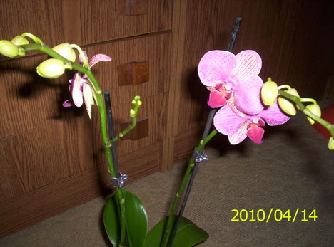 Új orchideám 15
