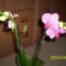 Új orchideám 15